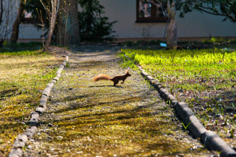 Botanik UKW już otwarty dla mieszkańców. W wiosennych promieniach słońca hasają po nim wiewiórki [ZDJĘCIA]