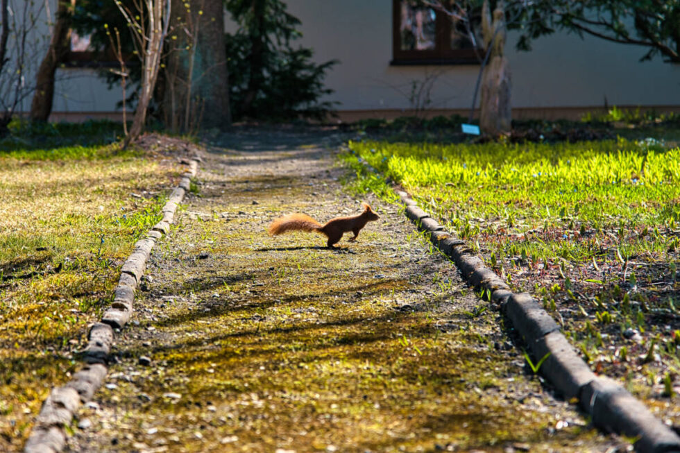 Botanik UKW już otwarty dla mieszkańców. W wiosennych promieniach słońca hasają po nim wiewiórki [ZDJĘCIA]