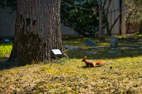 Ogród Botaniczny UKW