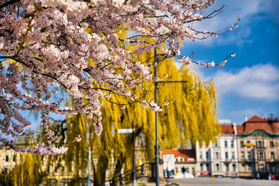 Wiosna wybuchła w mieście. Świetna okazja do spaceru na 680. urodziny Bydgoszczy [ZDJĘCIA]
