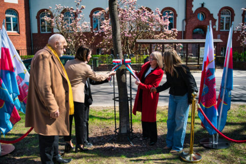 Dąb Króla Kazimierza Wielkiego