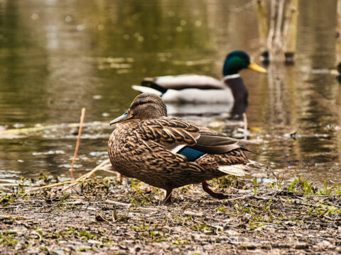 Stawy na Osowej Górze