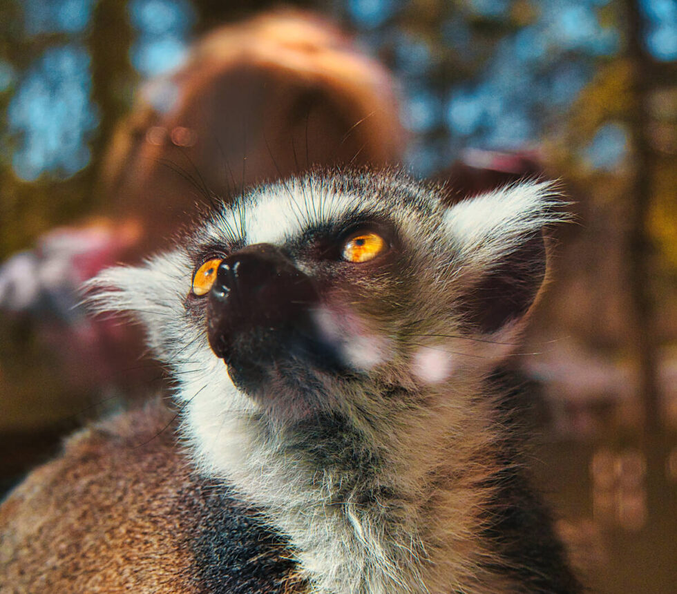 Miłość kwitnie wiosną w Myślęcinku. Ile par jest w bydgoskim ogrodzie zoologicznym [ZDJĘCIA]