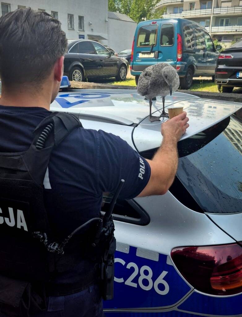 Upał dał się we znaki także ptakom. Bydgoscy policjanci pomogli mewie [wideo]