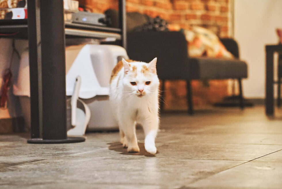 Jedyna „cat cafe” w Bydgoszczy – klubokawiarnia Pod Kocim Ogonem ze społeczną misją