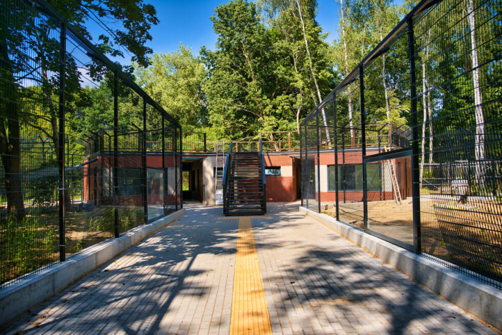 Rysie z bydgoskiego zoo będą miały nowy dom. Lala i Leo czekają na świeży wybieg. Teraz można je oglądać w innej wolierze [ZDJĘCIA]