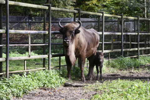 Porcelanka nową mieszkanką zoo w Myślęcinku. Młoda żubrzyca najlepiej czuje się przy mamie [ZDJĘCIA]
